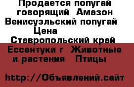 Продается попугай говорящий  Амазон Венисуэльский попугай › Цена ­ 45 000 - Ставропольский край, Ессентуки г. Животные и растения » Птицы   